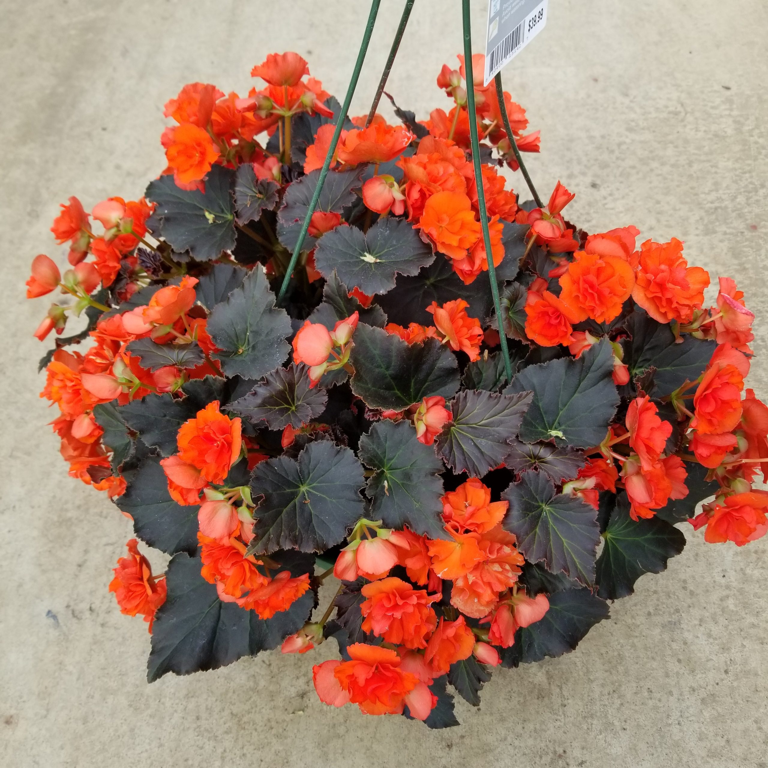 product-52138-1759473340-BGESOL203-12GB