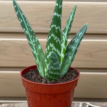 ALOE ‘Pheasant Breast’ – 3″