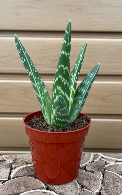 product-52222-1759473195-ALOE3PH