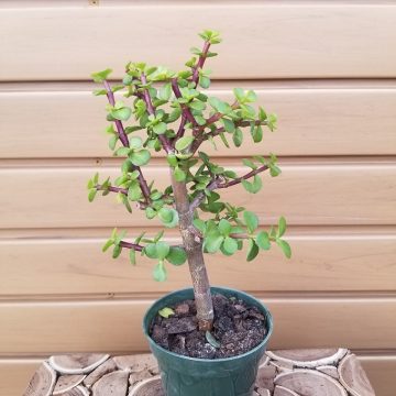 PORTULACARIA- 4"