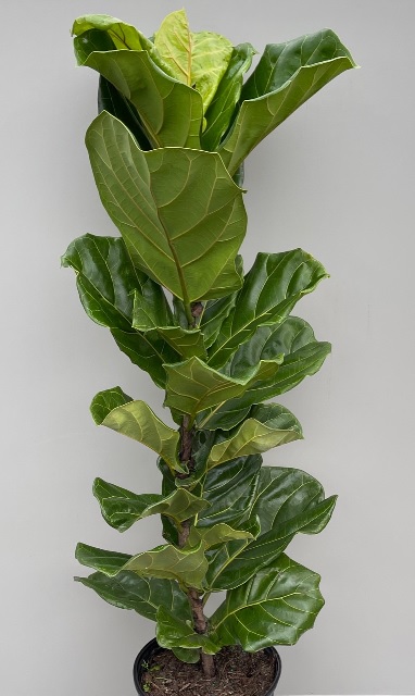 product-52354-1759482274-FICUS10FLC