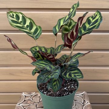 Calathea makoyana- 6"