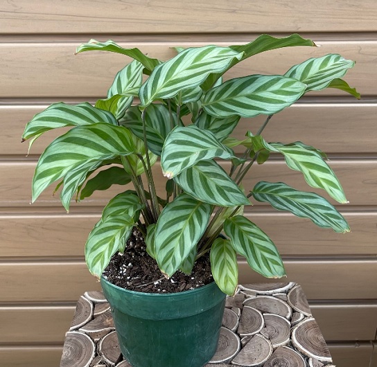 product-52421-1759473635-CALA6CF