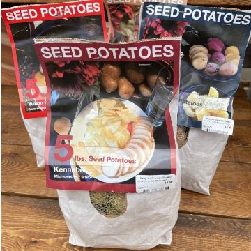 SEED POTATOES- WHITE KENNEBEC