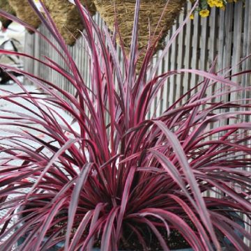 Cordyline 'Festival™ Raspberry', Size #1