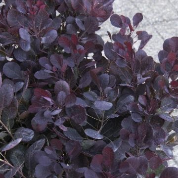 LILLA SMOKEBUSH, SIZE #2