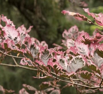 TRICOLOR EUROPEAN BEECH, SIZE #5