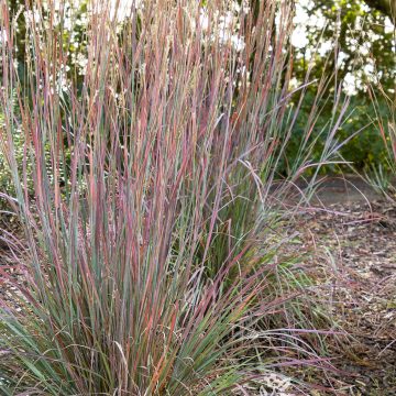 SCHIZACHYRIUM 'STANDING OVATION', SIZE #1