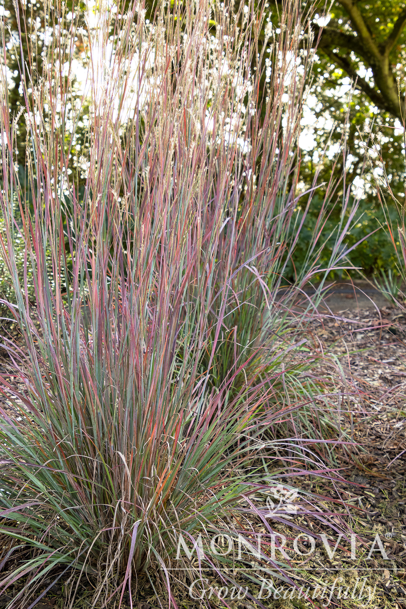 SCHIZACHYRIUM 'STANDING OVATION', SIZE #1