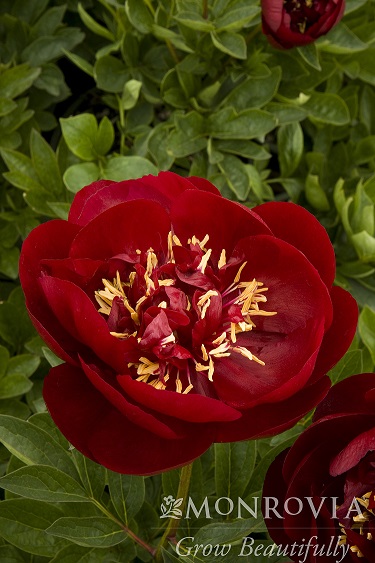 PAEONIA 'BUCKEYE BELLE', SIZE #2