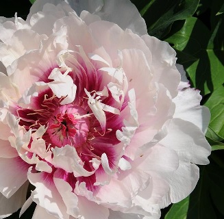 product-52992-1759493072-MO430045