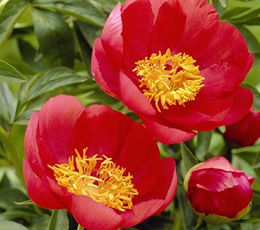 product-52993-1759493536-MO447012