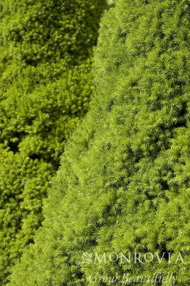 product-53006-1759490725-MO064625