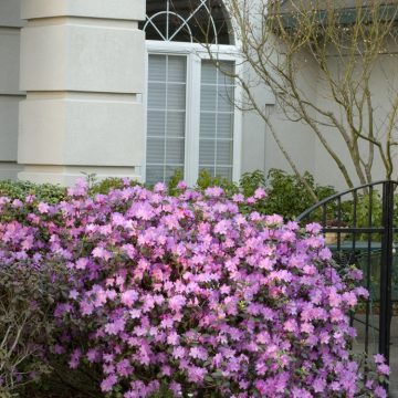 P.J.M. RHODODENDRON, SIZE #2