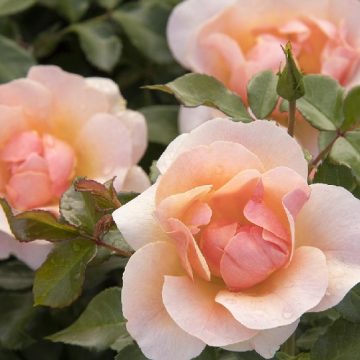 Nitty Gritty™ PEACH ROSE, SIZE #2