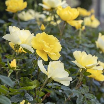 Grace N' Grit™ YELLOW ROSE, SIZE #2