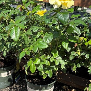 Grace N' Grit™ Yellow Rose, SIZE #2