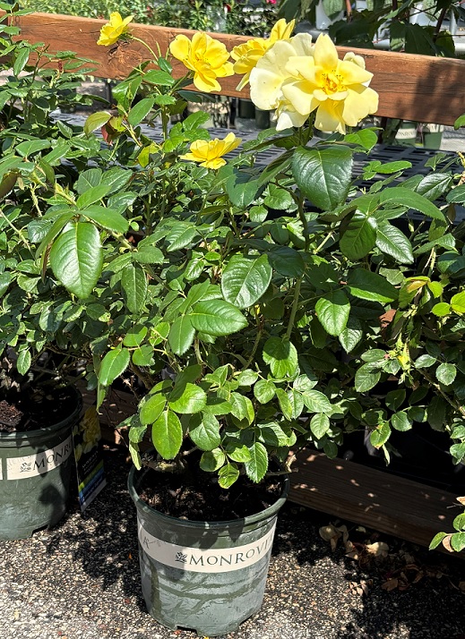 Grace N' Grit™ Yellow Rose, SIZE #2