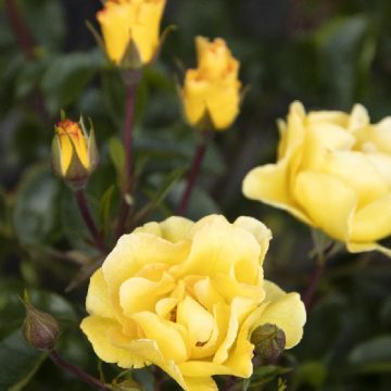 Nitty Gritty™ YELLOW ROSE, SIZE #2