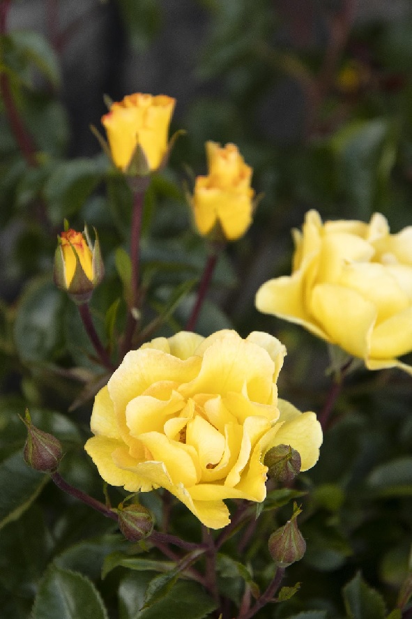 product-53018-1759492809-MO422292