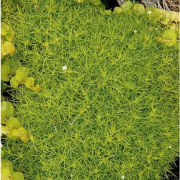 SCOTCH MOSS, SIZE- QUART