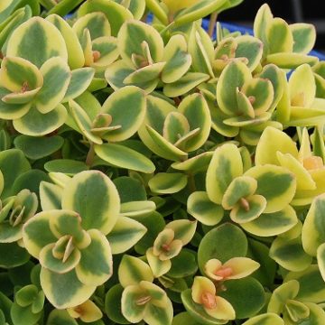 SEDUM 'SunSparkler® LIME TWISTER', SIZE #1