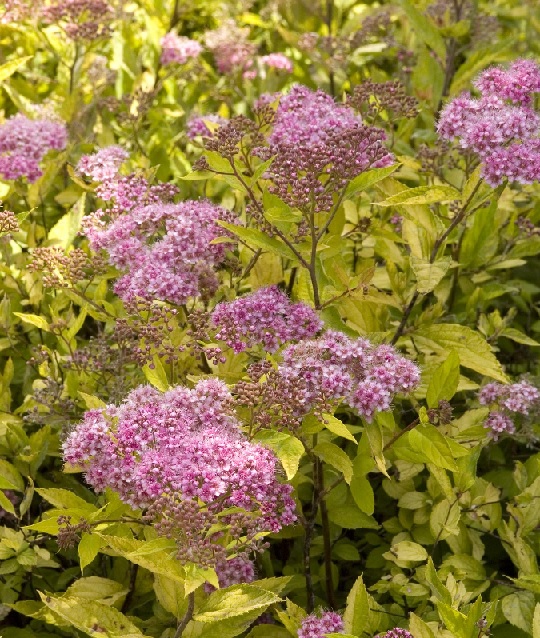 product-53110-1759491095-mo071232