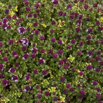DOONE VALLEY PINK THYME, SIZE- QUART