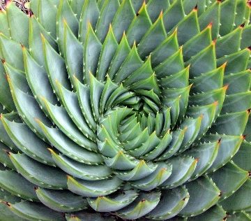 ALOE POLYPHYLLA, SIZE #1