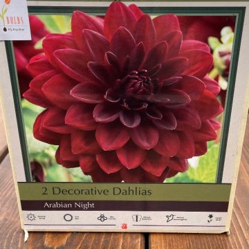 DAHLIA DECORATIVE, ARABIAN NIGHT- 2 CLUMPS