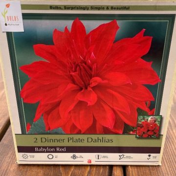 DAHLIA DINNER PLATE, BABYLON RED- 2 CLUMPS