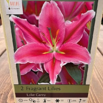 LILIUM ORIENTAL, LAKE CAREY- 2 BULBS
