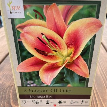 LILIUM ORIENTAL TRUMPET, MONTEGO BAY- 2 BULBS
