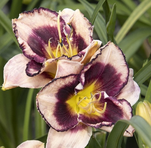 product-53760-1759493528-MO444271