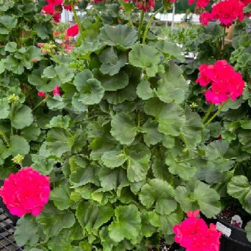 GERANIUM PILLAR - ASSORTED COLORS, 13" POT