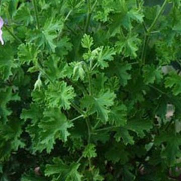 Geranium citriodorum, scented - 4 1/3" pot