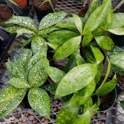 DRACAENA godseffiana- 4" - Garden Center - MN