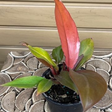 Philodendron 'Prince of Orange' - 4"