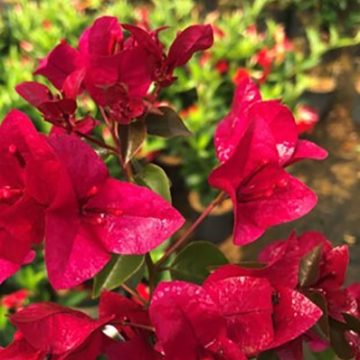 BOUGAINVILLEA 'BURGUNDY QUEEN®', SIZE #1