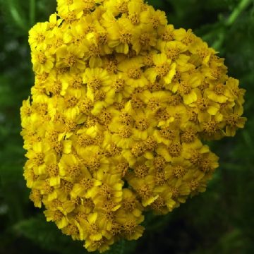 ACHILLEA 'DESERT EVE™ YELLOW', SIZE #1