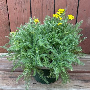 Achillea 'Desert Eve™ Yellow', Size #1