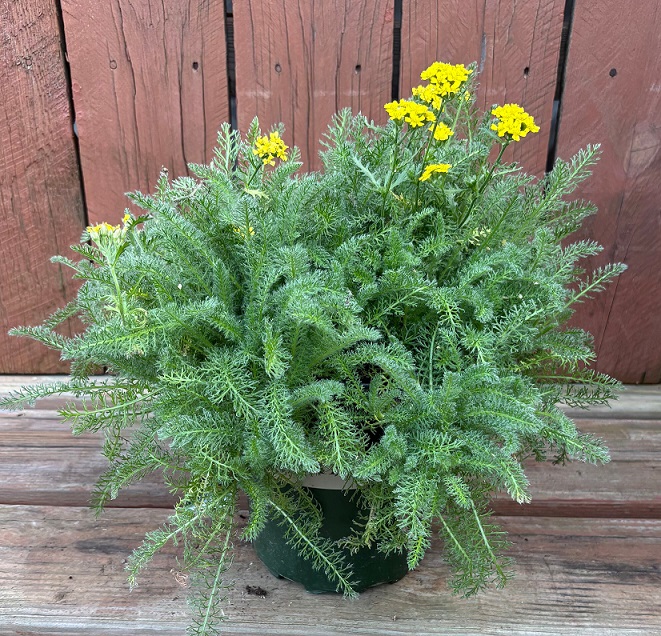 Achillea 'Desert Eve™ Yellow', Size #1