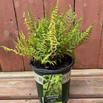 Athyrium 'Lady In Red', Size #1
