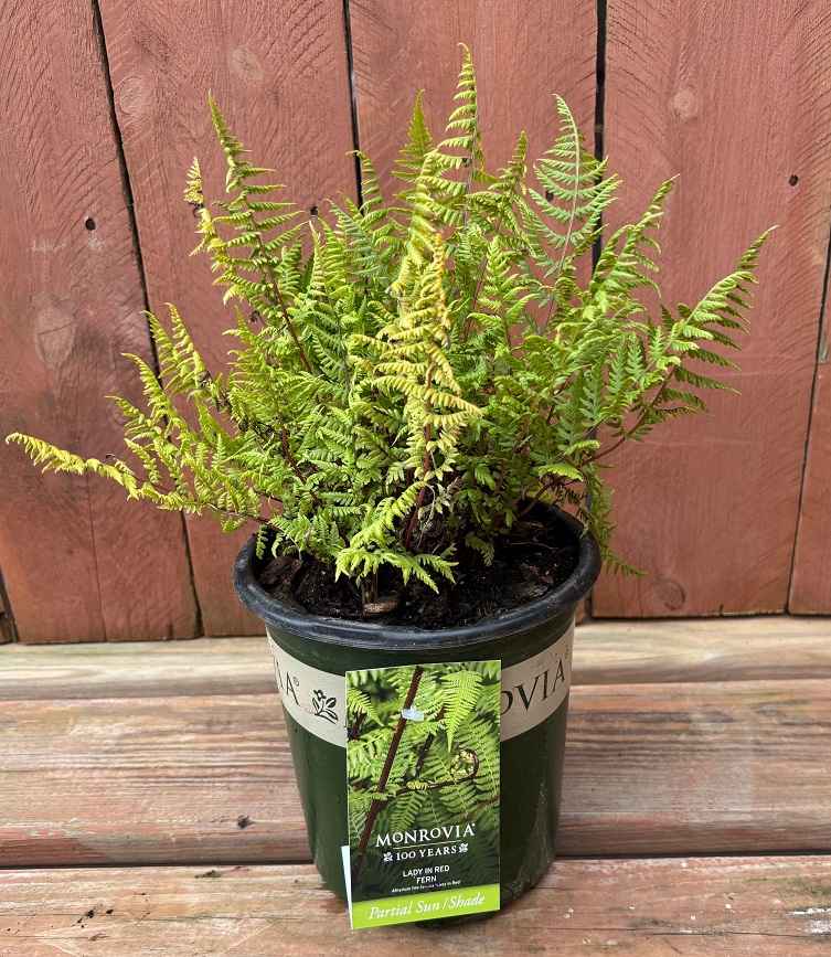 Athyrium 'Lady In Red', Size #1