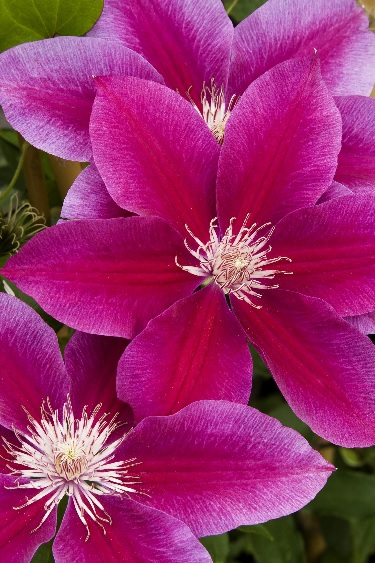 product-54062-1759489121-MO034432