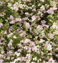 product-54151-1759491096-mo071252