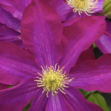 CLEMATIS 'PINK CHAMPANGE', SIZE #5