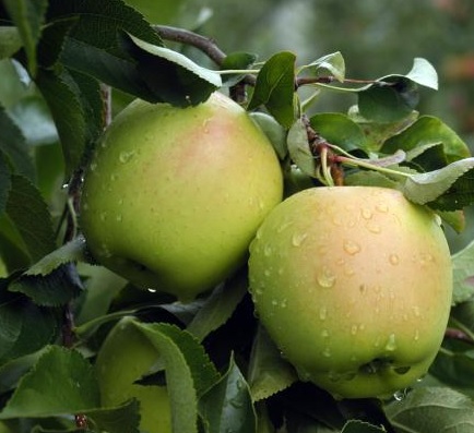 product-54203-1759490454-mo06104mt