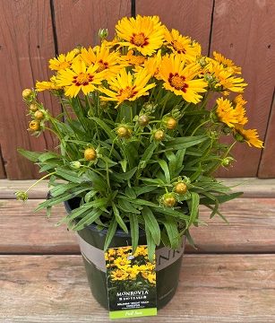 Coreopsis 'Solanna™ Bright Touch', Size #1