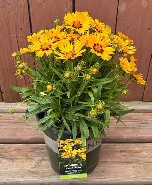 Coreopsis 'Solanna™ Bright Touch', Size #1